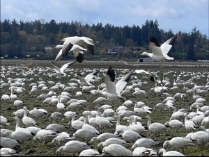 Snow geese in Flight